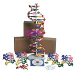 DNA Model Kit